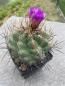 Preview: Thelocactus bicolor